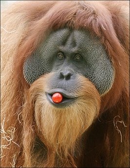 [OrangutanBrunoTomato.jpg]