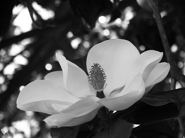 [magnolia_flor_bw.jpg]