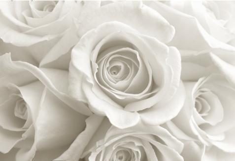 [rosas+blancas.JPG]