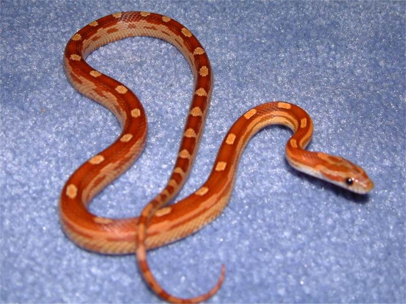[snake_picture_other_009.jpg]