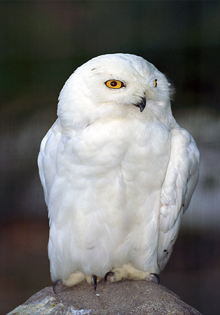 [snowy-owl.jpg]