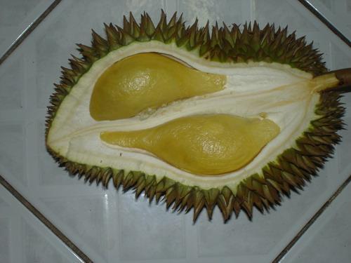[1651432-Travel_Picture-Durian_Tembaga.jpg]