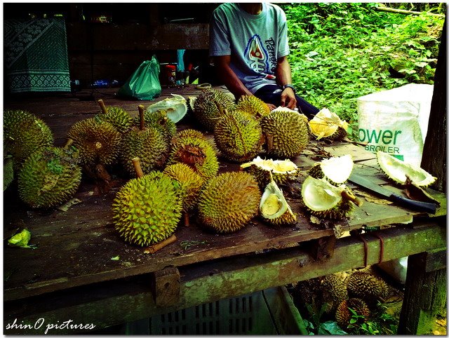 [durian-longgok.jpg]