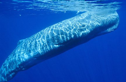 [sperm-whale.jpg]