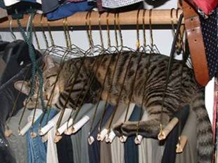 [gato+a+dormir+nos+cabides.jpg]