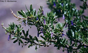 Dunalia spinosa (Meyen) Dammer