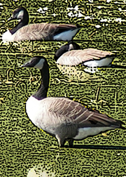 [canada+geese+th.jpg]