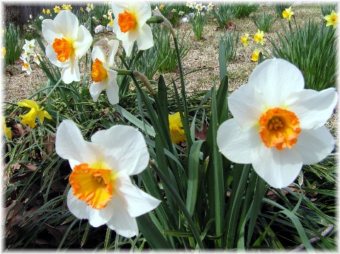 [daffodils.jpg]