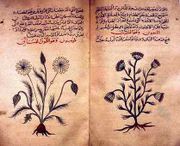 [180px-Arabic_herbal_medicine_guidebook.jpg]