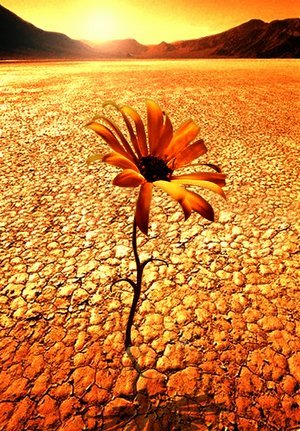 [desert_flower.jpg]