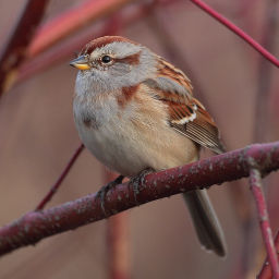 [pic,+american+tree+sparrow.jpg]