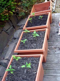 [tomato-deck-planters.jpg]