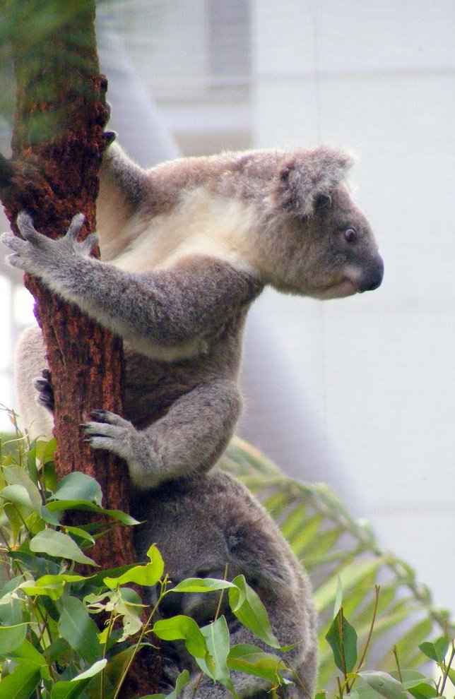 [koala2.jpg]