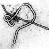 [200px-Ebola_virus.jpg]