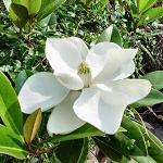 [magnolia_grandiflora+2.JPG]