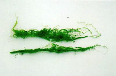 [algae+natural+recources.jpg]