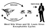 Ciclo del virus del Nilo