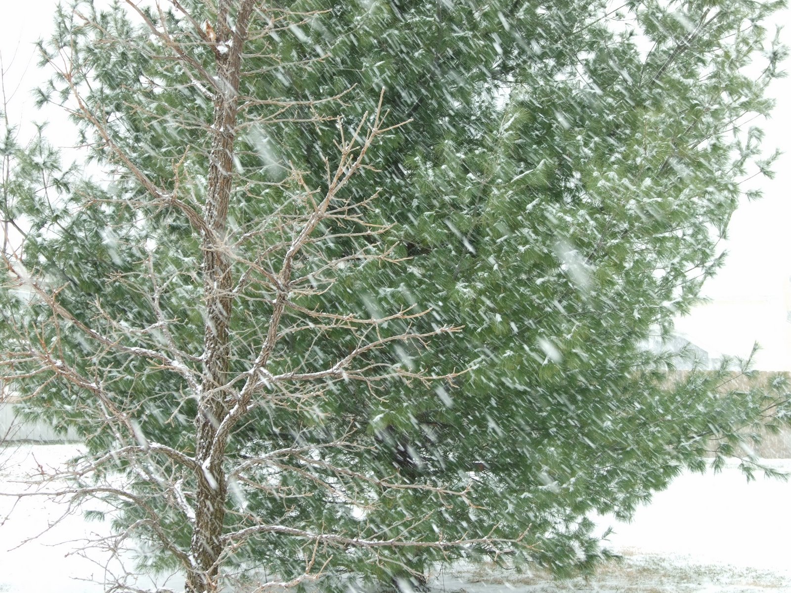[Burr+Oak+&+Eastern+White+Pine+in+snow.jpg]