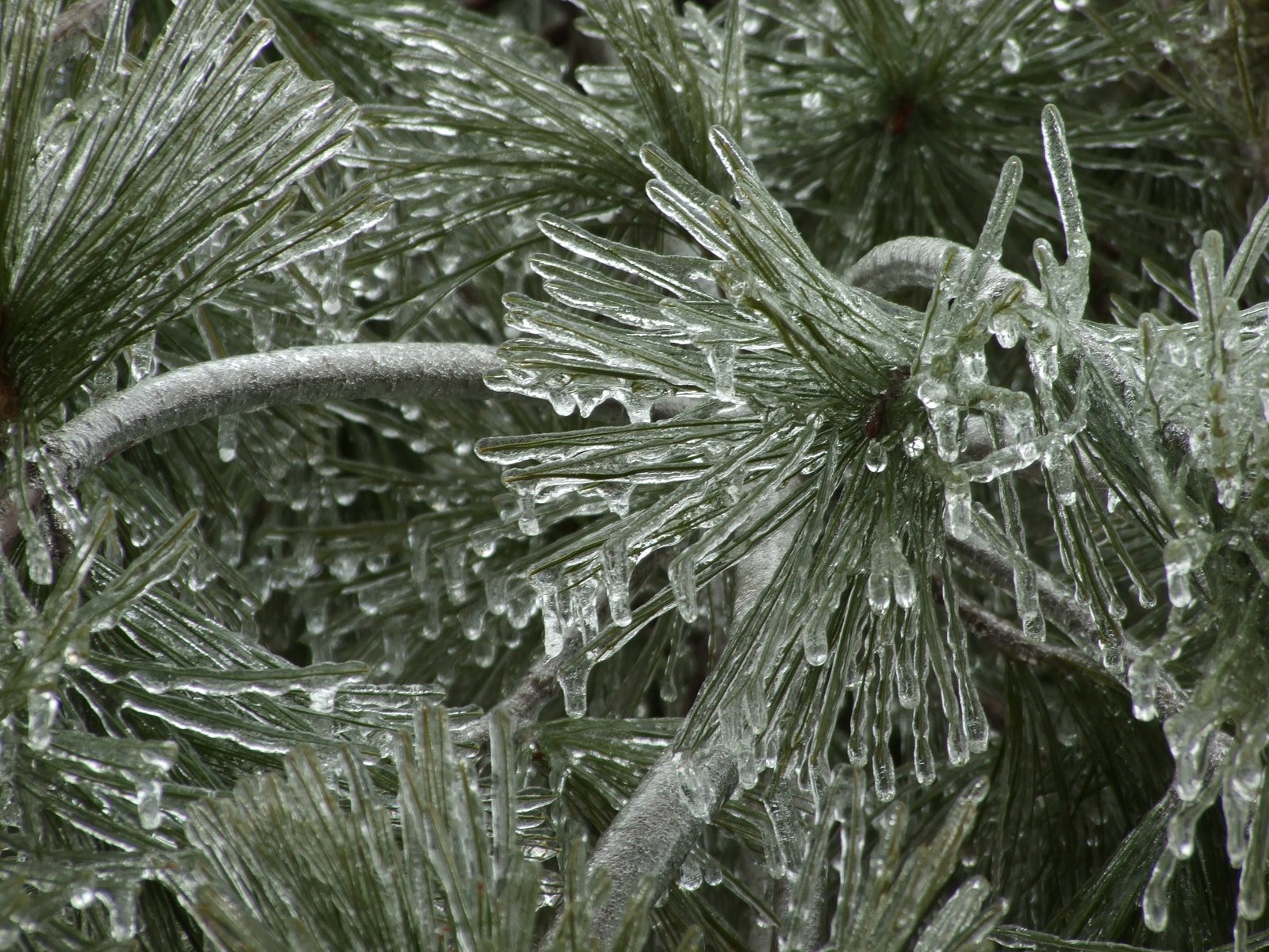 [Iced+Eastern+White+Pine+branches+01.jpg]