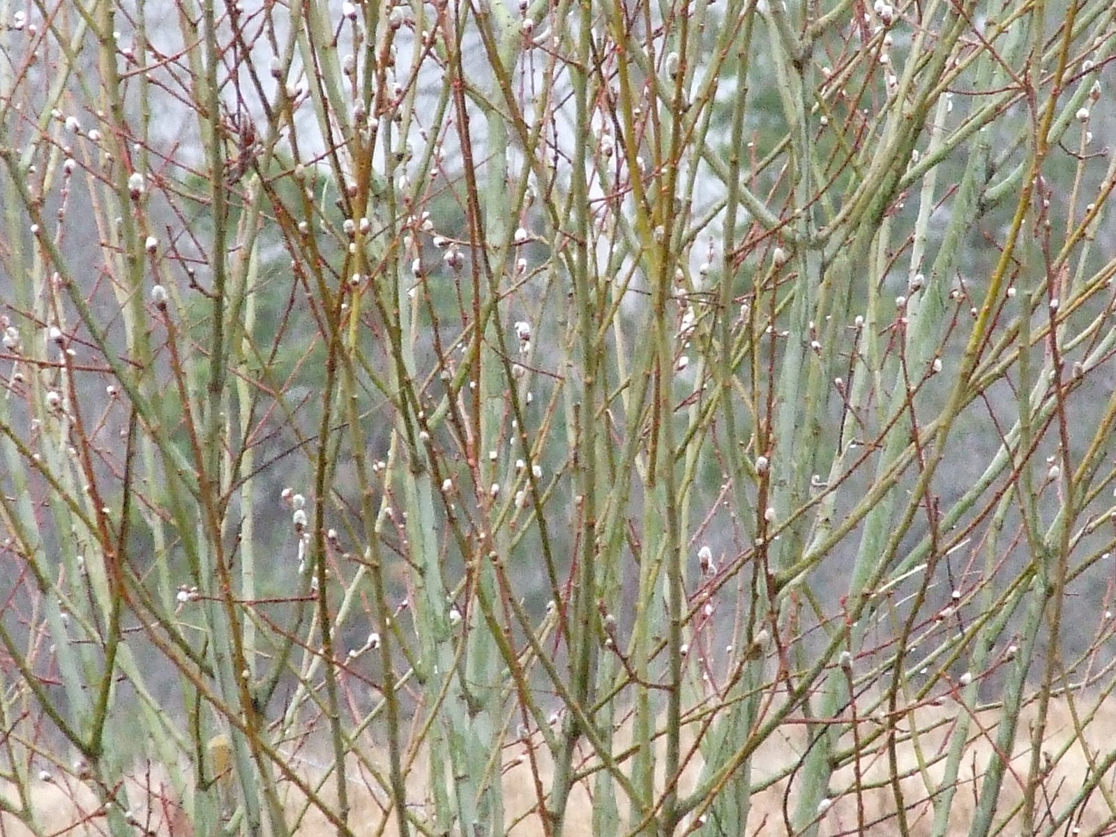 [Pussy+Willow+branches+1.jpg]