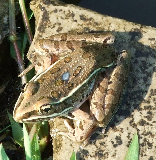 [Southern+Leopard+frog+2+~+cropped.jpg]
