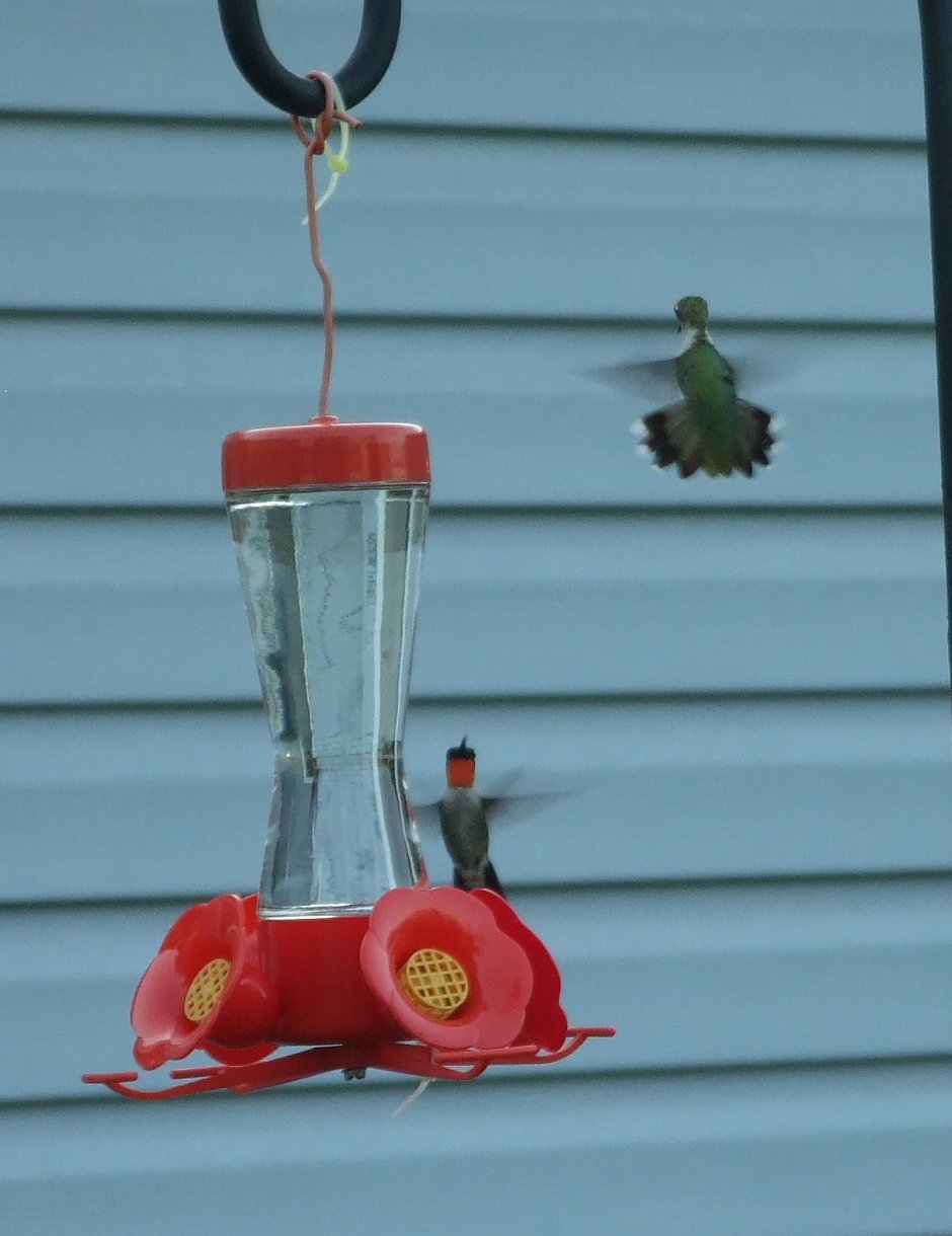 [Hummingbirds+~+front+feeder+19+~+cropped.jpg]