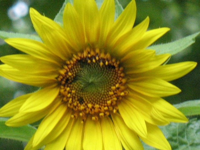 [pepper,+sunflower+009.jpg]