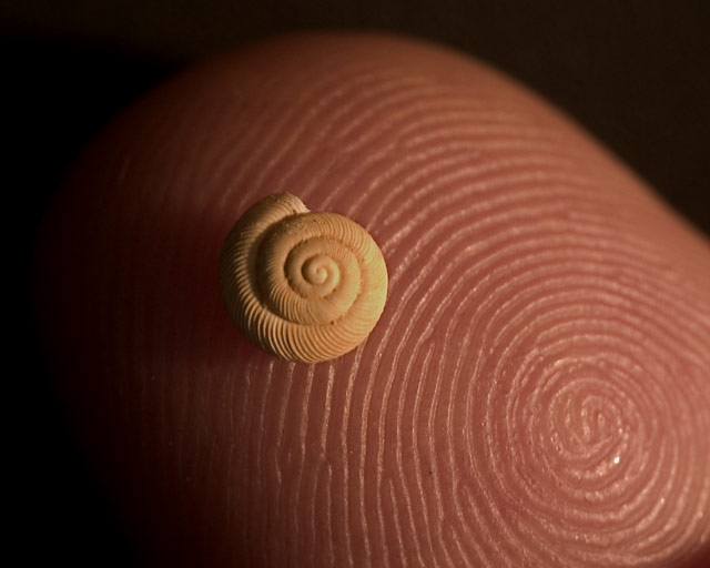 [finger-snail.jpg]
