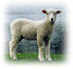 [lamb.jpg]