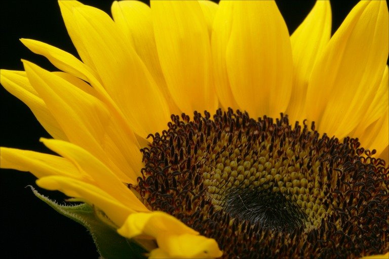 [sunflower+closeup.bmp]