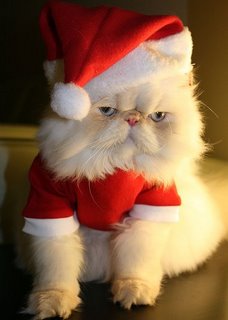 [Cat-In-Santa-Hat.jpg]