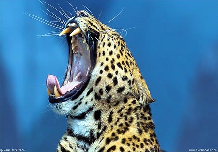 [leopardo.jpg]