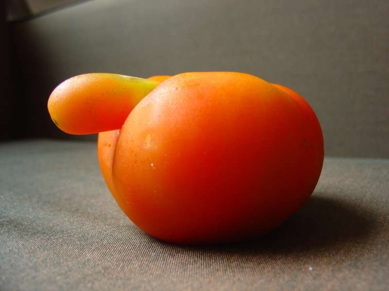 [Tomate+(4).JPG]
