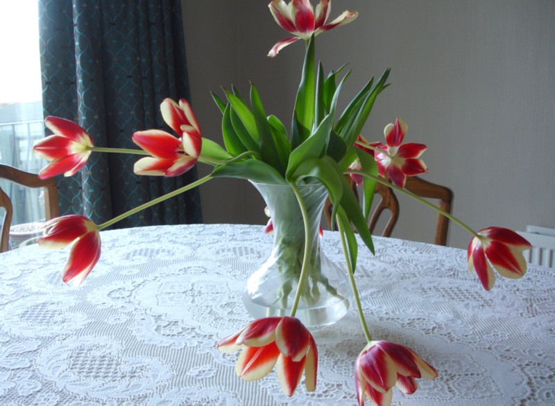 [Tulips4.jpg]