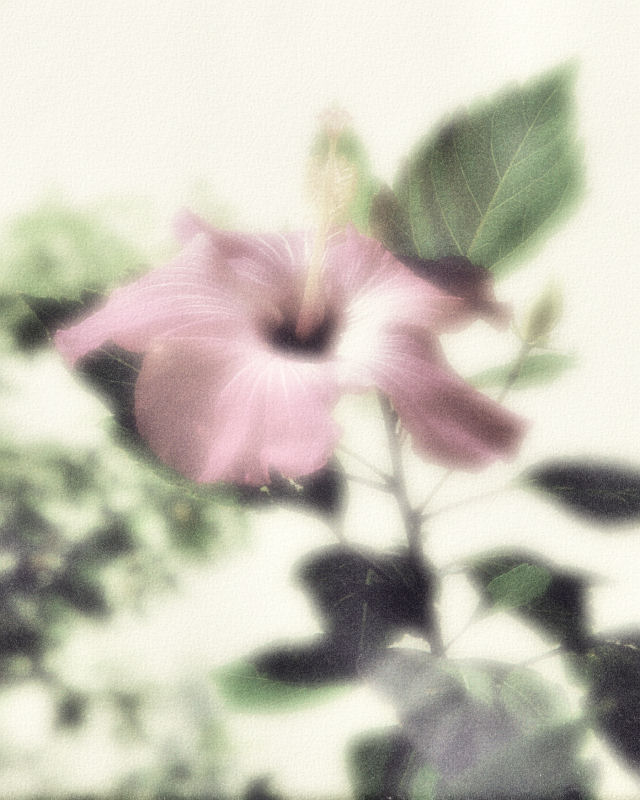 [Flowers+009+-+Autochrome+02.jpg]