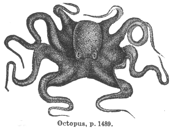 [octopus.gif]