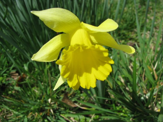 [Daffodil-IMG_0557.jpg]
