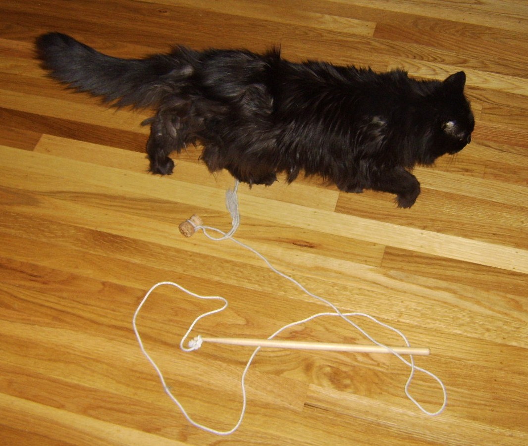 [cat+toy+scary+cinders+outta+here.JPG]