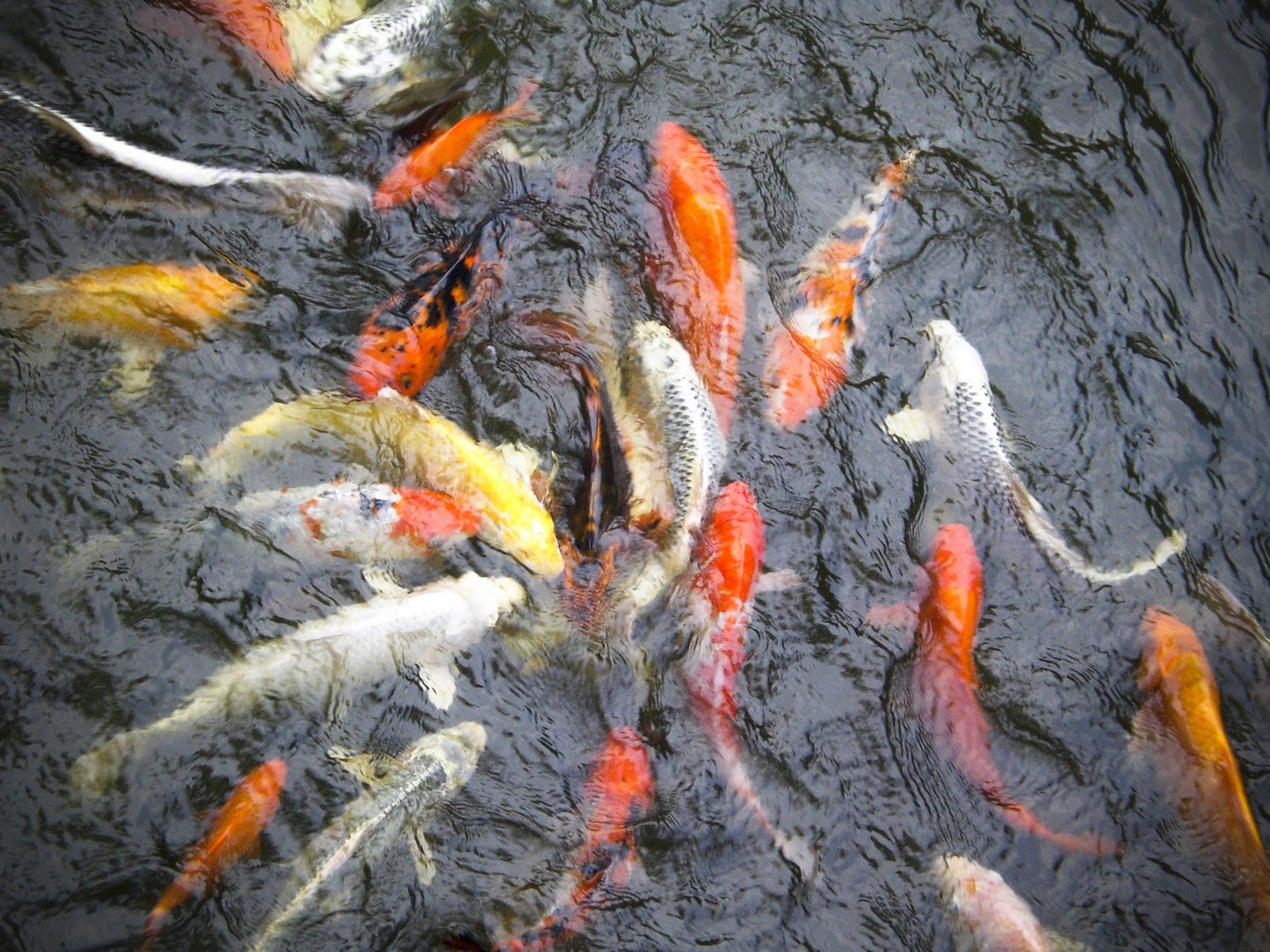 [fishes+in+the+pond.JPG]