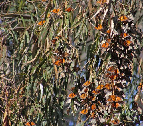 [Monarchs-in-tree1.gif]