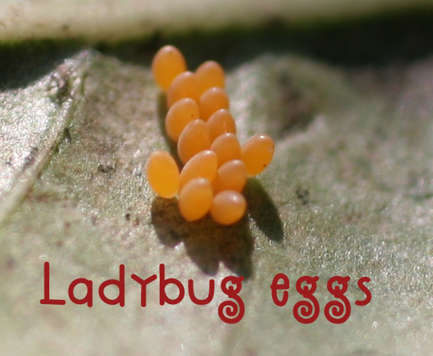 [ladybug+eggs+copy.jpg]