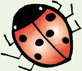 [ladybug+pic+cute.jpg]