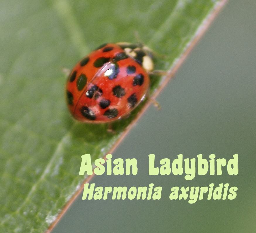 [spotted+ladybug.jpg]