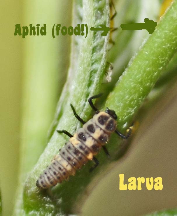 [ladybug+larva+back.jpg]