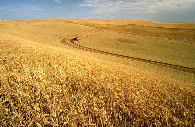[Wheat_harvest.jpg]