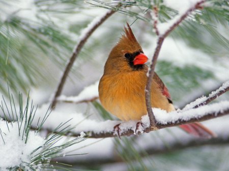 [1213816481_female-northern-cardinal-on-a-snowy-pine.jpg]
