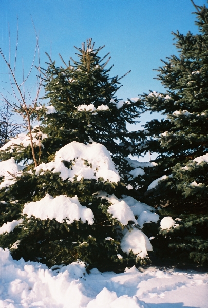 [Snow-covered_pine_trees.JPG]