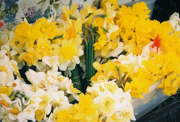 [Market_Daffodils.JPG]