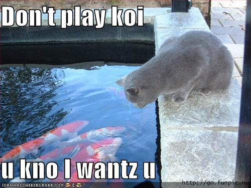 [funny-pictures-cat-wants-koi.jpg]