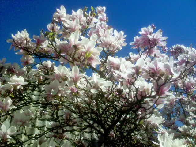 [magnolia.JPG]